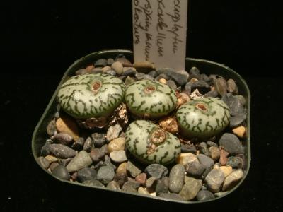 Conophytum obcordellum f. ursprungianum 2.JPG