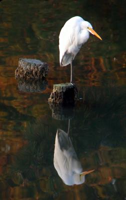 Reflections of Egret and Pine