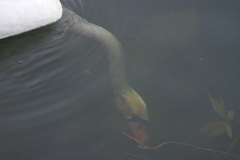 Swan feeding