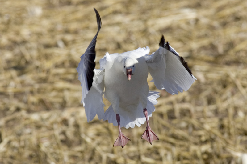 Goose2.jpg
