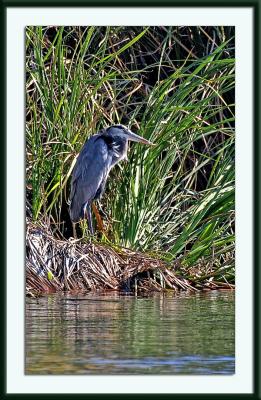 IMG_1479ps{Q}.jpg