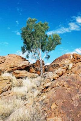 lonely tree- Outback Australia