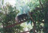 Australia Zoo_Koala.jpg