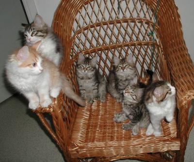 Kittens posing at almost 11weeks