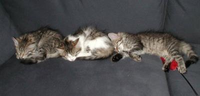 Three sleeping beauties