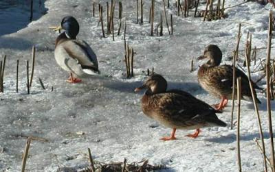 Wild ducks in Helsinki, Finland
