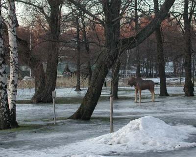 Moose sculpture in Helsinki