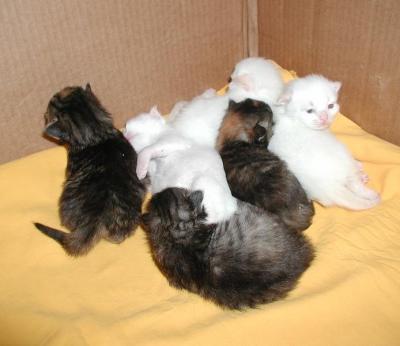 Kittens almost two weeks old.