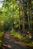 Helsinkiforest.jpg