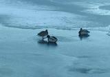 Wild ducks on ice