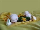 Nasu & Putte, colorpoint Siberians, wish you a Happy Easter!