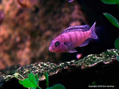 purplish mbuna