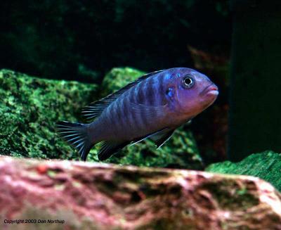 blue zebra