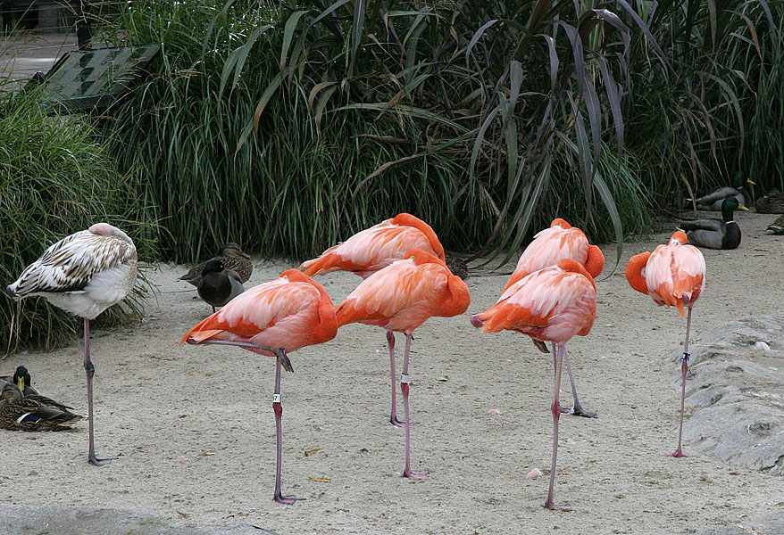 Greater flamingo (Phoenicopteris ruber)