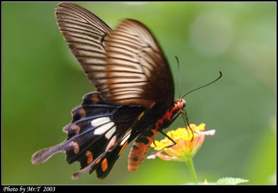 ] Common Rose (Pachliopta aristolochiae)