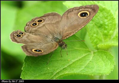 w Common Five-ring (Ypthima baldus)