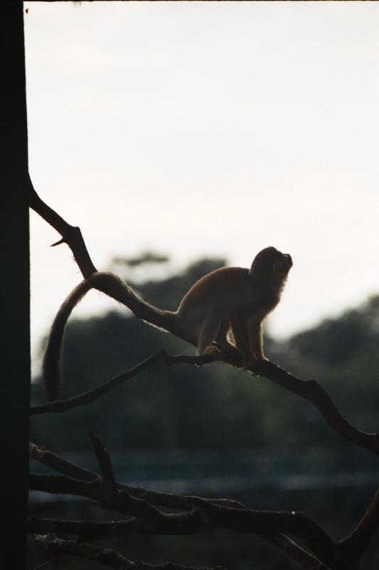 Macaco, Amazonas