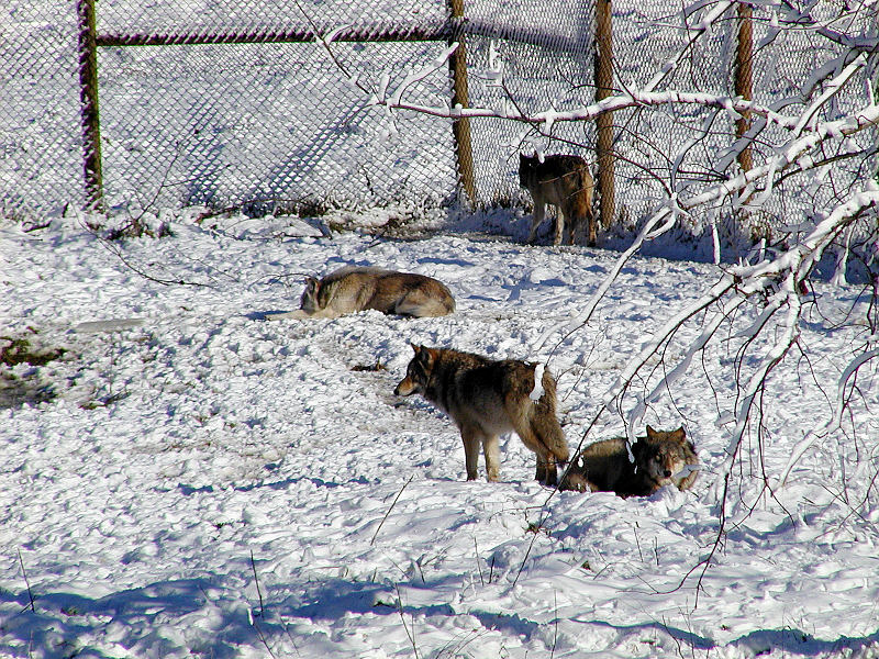Wolves in the snow.jpg(371)