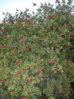 in hotel's garden, Barletta