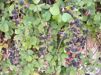 wild blackberry