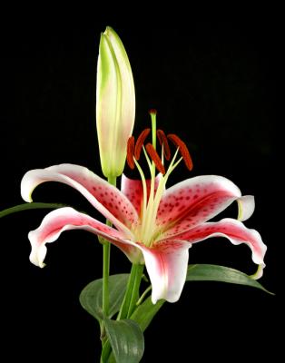 starburst lily
