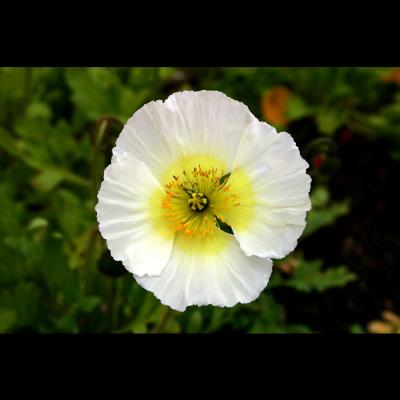 white icelandic poppy