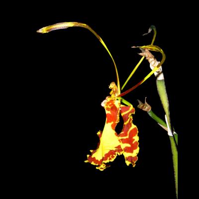 butterfly orchid
