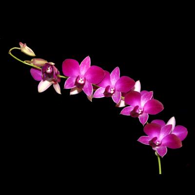 orchid necklace.jpg