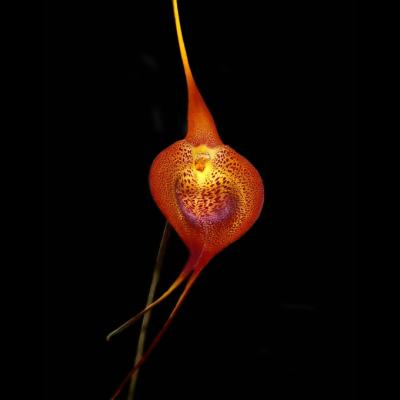 the red orange kite orchid