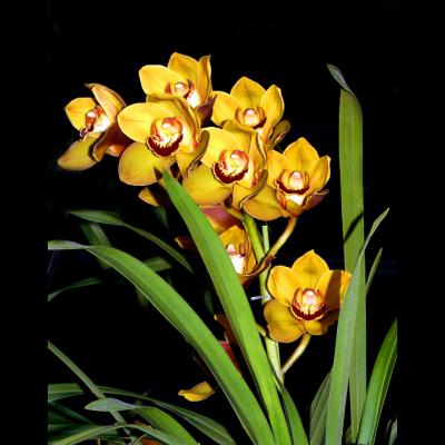 mustard orchids