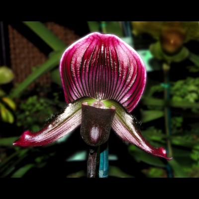 purple fly trap orchid