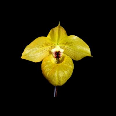 Yellow toilet bowl orchid