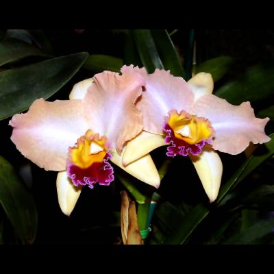 mauve ruffled orchids