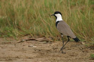 Spur-winged Plover.1800x1199.
