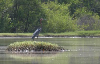 Goliath Heron.