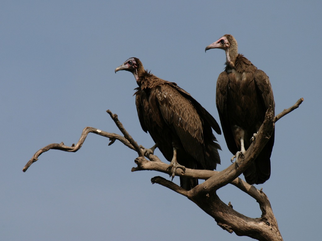 Hooded Vulture.1024x768.