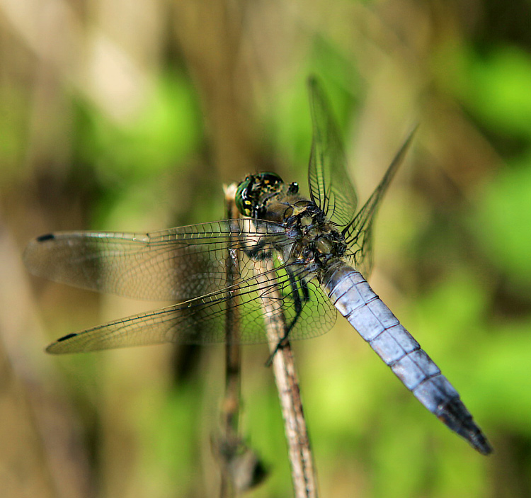Orthetrum cancellatum