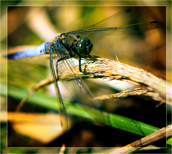 Orthetrum cancellatum