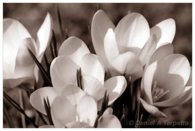 Flower Patch