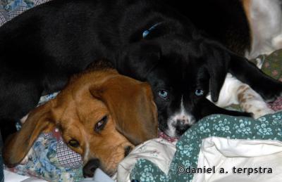 Lucky Sleeps on Sammi