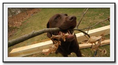 Big Brown Branch
