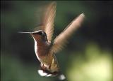 <b><I>second place (tie):</I></B><BR>Hummer at Dusk<br>by Cathy Water