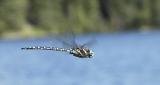 <b><I>honorable mention:</I></B><br>D-Fly in Flight<br>by Rich D