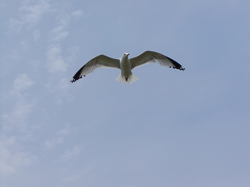 Soaring<br>by Ted S