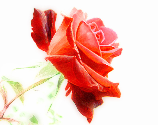 Chucks Rose