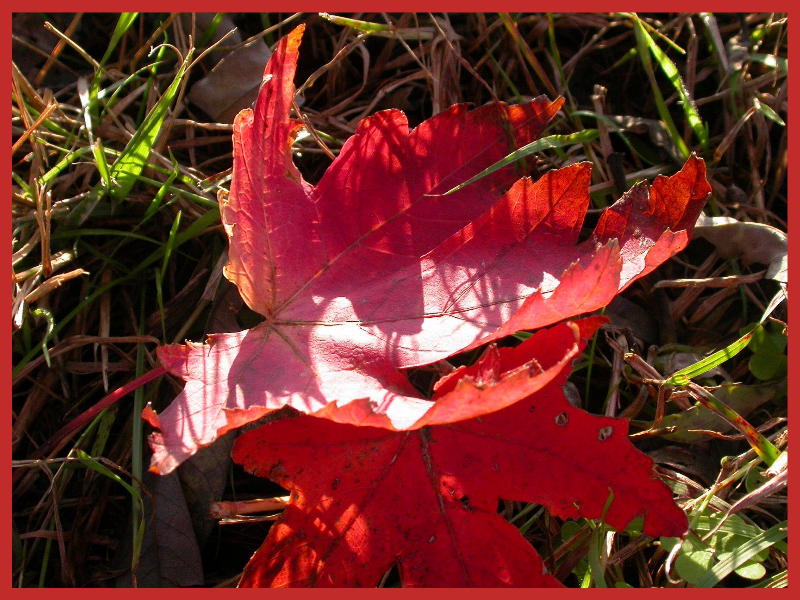 DSCN0164