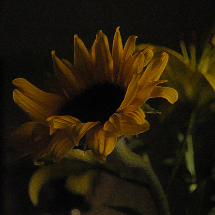 25a Nov 04 - Sun Flower