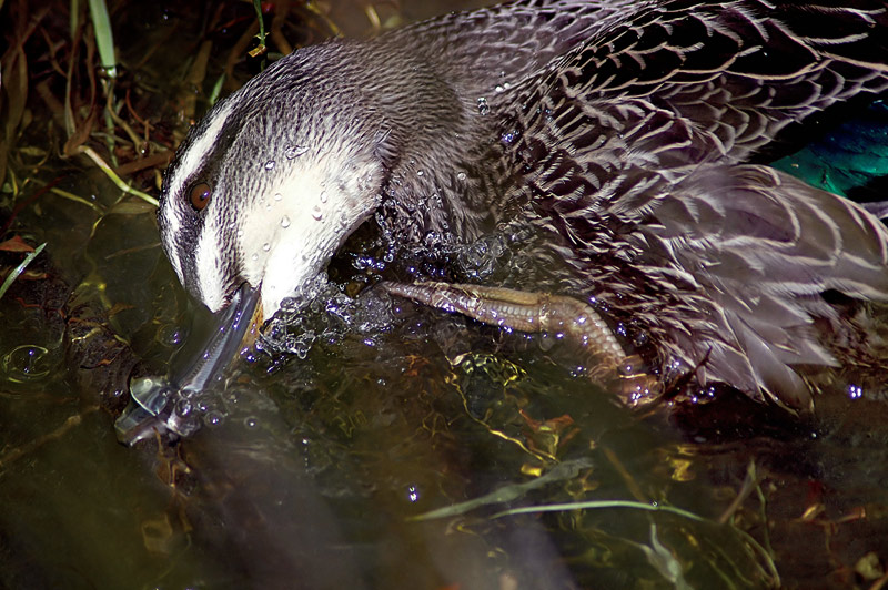 27 Nov 04 - Splish/splash, I am having a bath