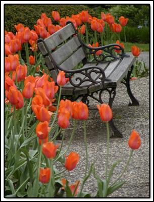 Tulips and the Park Bench
