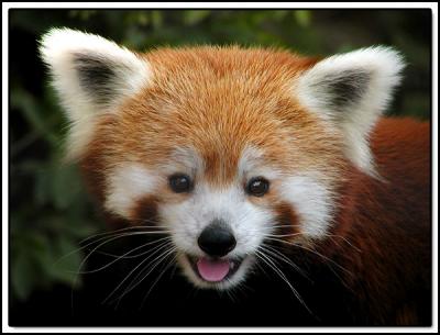 Red Panda Smile